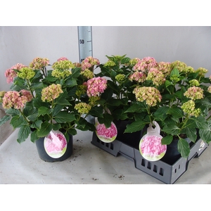 Hydrangea mac.   ...