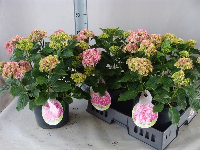 <h4>Hydrangea mac.   ...</h4>