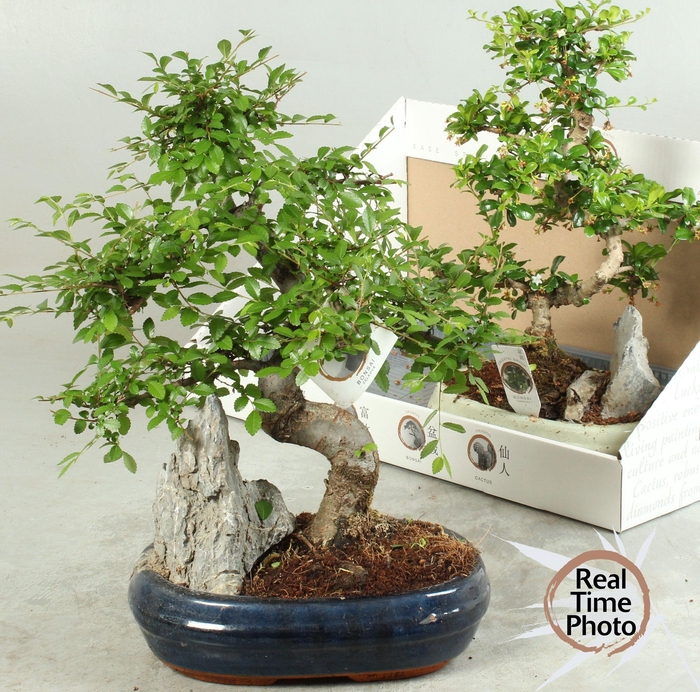 <h4>BONSAI GEM</h4>