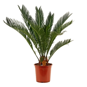 Cycas Revoluta 21 cm Scenza, 14+ veren