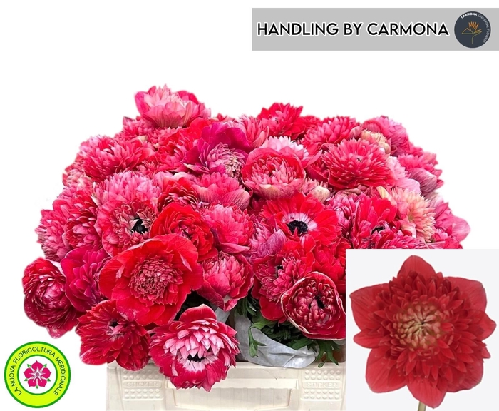 <h4>ANEM CO LEVAN ROSSO</h4>