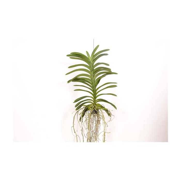 <h4>Vanda Decoration Plant</h4>