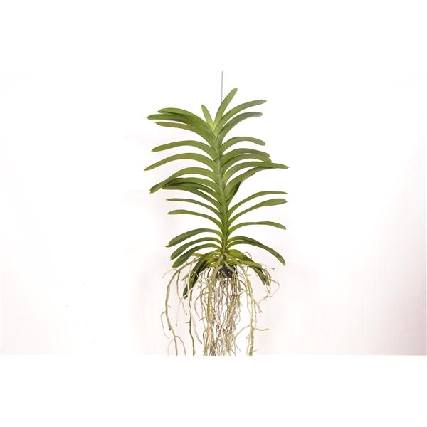 Vanda Decoration Plant