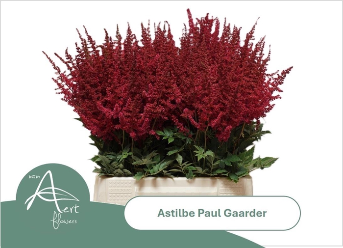 <h4>ASTIL AR PAUL GAARDE</h4>