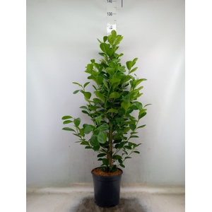 Ficus microcarpa 'Moclame'