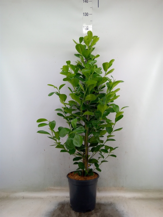 <h4>Ficus microcarpa 'Moclame'</h4>