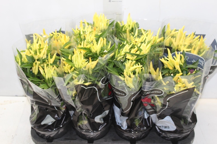 <h4>PIMENTA P15</h4>