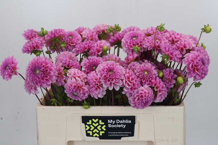 <h4>Dahlia Stolze von Berlin</h4>
