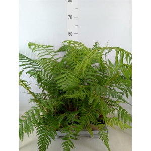 Dicksonia antarctica