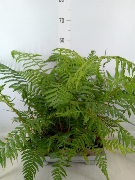 <h4>Dicksonia antarctica</h4>