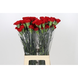 Dianthus St Don Pedro