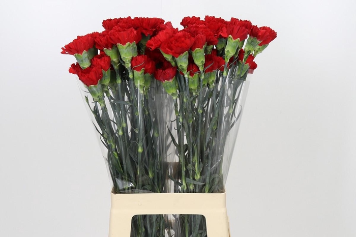 <h4>Dianthus St Don Pedro</h4>