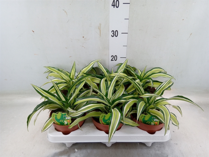 <h4>Dracaena frag. 'Malaika'</h4>