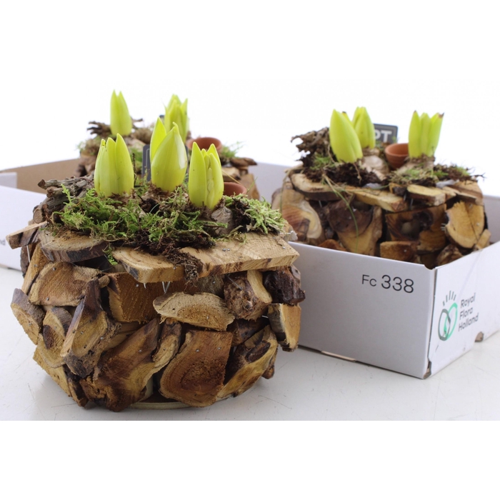 <h4>ARR HYACINTH</h4>