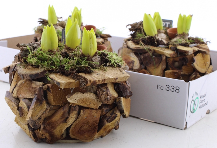 <h4>ARR HYACINTH</h4>