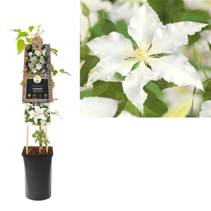 Clematis 'Gladys Picard' +3.0 label