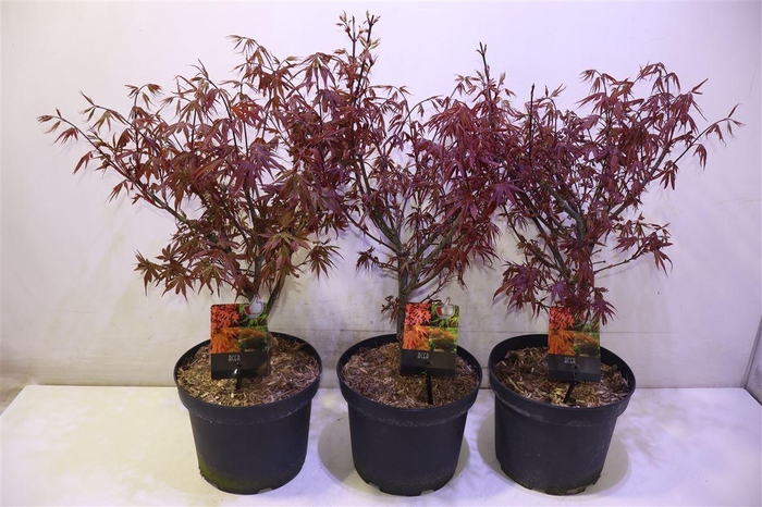 <h4>Acer Pa Skeet Broom</h4>