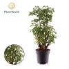Polyscias Roble