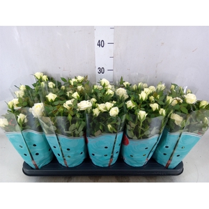 Rosa Tunesie  Cream Star