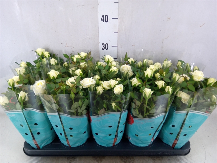 <h4>Rosa Tunesie  Cream Star</h4>