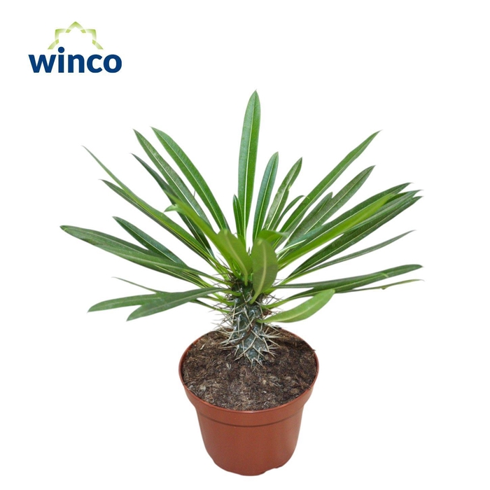 <h4>PACHYPOD LAMEREI</h4>