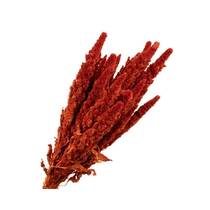 Amaranthus Pink