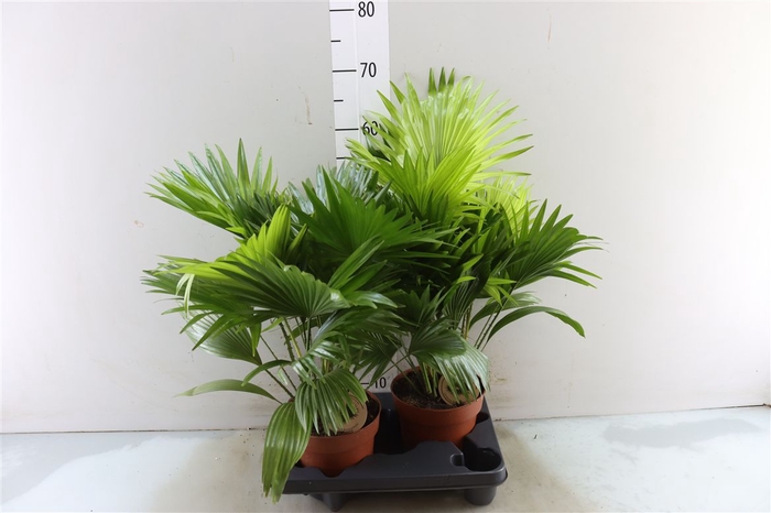 <h4>Livistona Rotundifolia</h4>