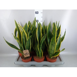 Sansevieria trifa. 'Laurentii'