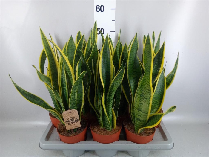<h4>Sansevieria trifa. 'Laurentii'</h4>