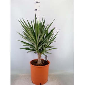 Yucca elephantipes 'Elmila'