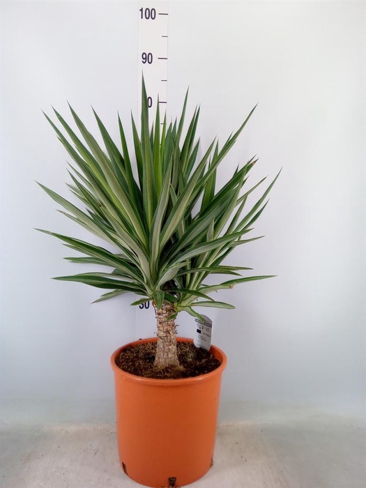 <h4>Yucca elephantipes 'Elmila'</h4>