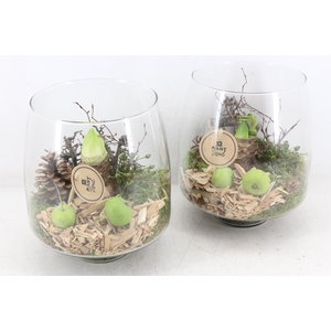 arr4 Amaryllis PL - Glas vaas Elegant x6