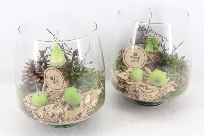 <h4>arr4 Amaryllis PL - Glas vaas Elegant x6</h4>