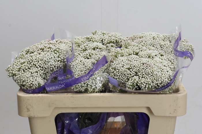 <h4>Ozothamnus Cooks Snow White</h4>