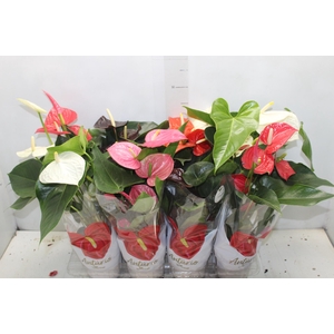 ANTHURIUM VARIADO P15