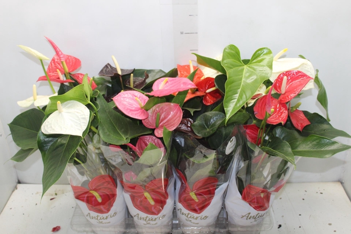 <h4>ANTHURIUM VARIADO P15</h4>
