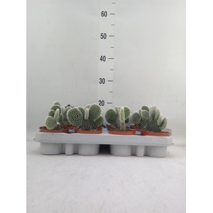 Opuntia microdasys 'Albispina'