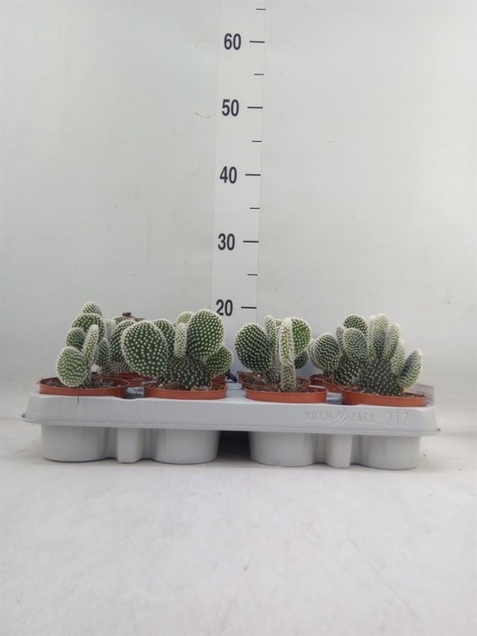 <h4>Opuntia microdasys 'Albispina'</h4>