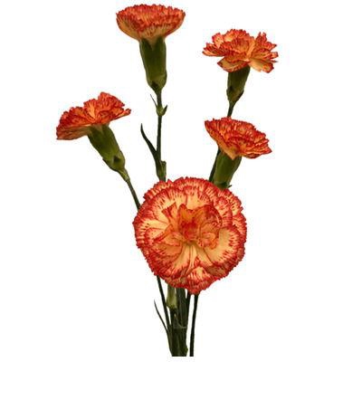 <h4>DI TR ROSITA</h4>