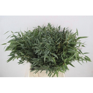 Euca Nicoly Short 150gr P Bunch