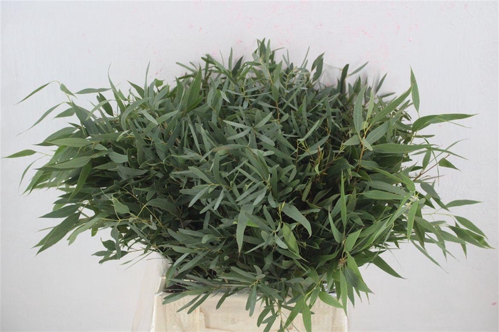 <h4>Euca Nicoly Short 150gr P Bunch</h4>