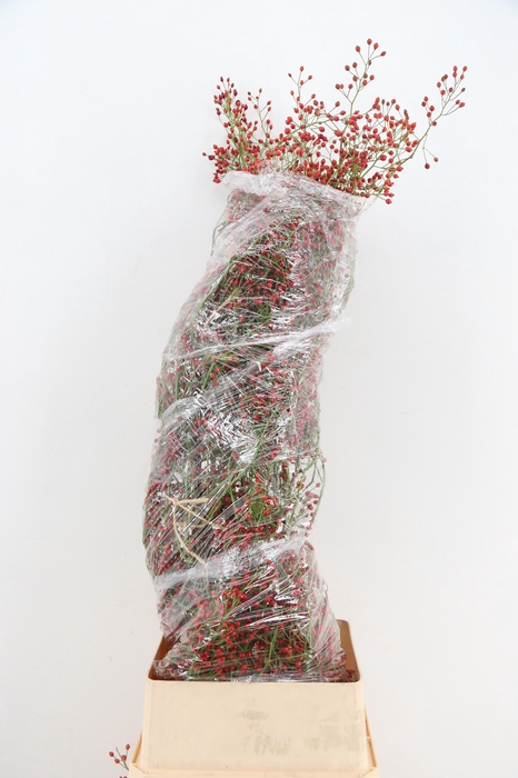 <h4>ROSA FAIR JEWEL</h4>