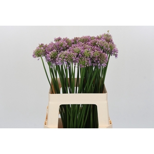 Allium Senescens