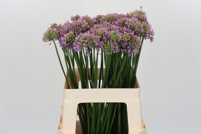 <h4>Allium Senescens</h4>
