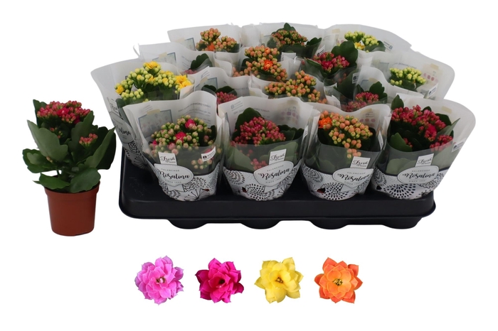 <h4>KAL GE RO GEM 4 KL</h4>