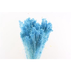 Dried Brooms Light Blue Bunch