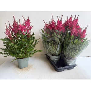 ASTILBE ARENDSII 'JAZZROCK'