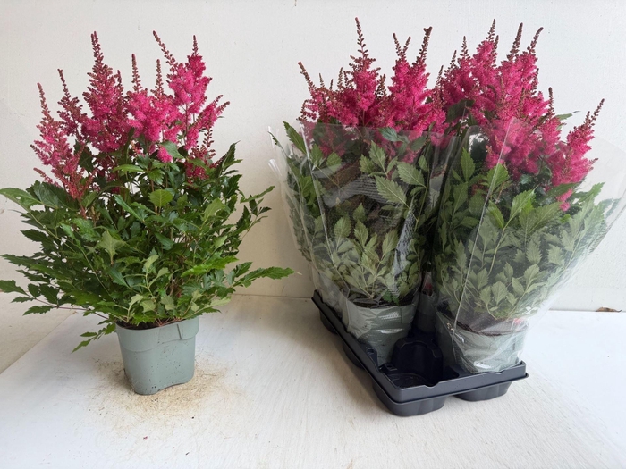 <h4>ASTILBE ARENDSII 'JAZZROCK'</h4>