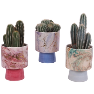 Cactus mix Ø12cm in Ø14cm Ceramic FB676
