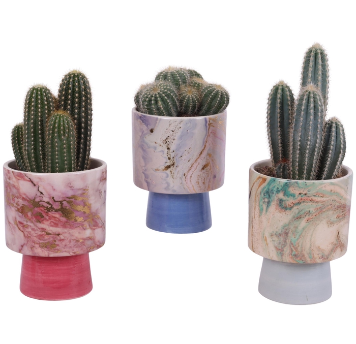 <h4>Cactus mix Ø12cm in Ø14cm Ceramic FB676</h4>